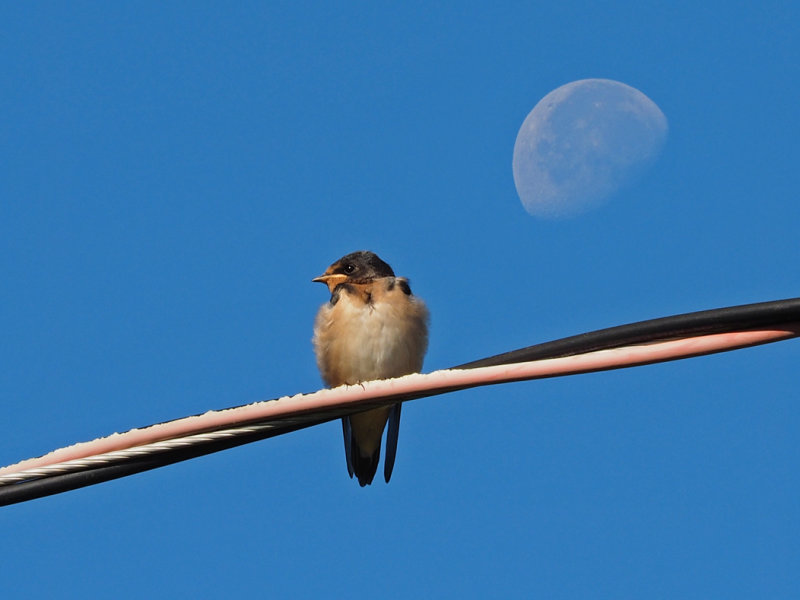 Hirondelle rustique et Gibbeuse