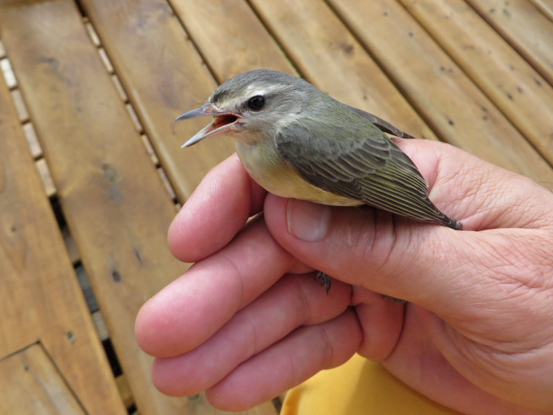 Viro mlodieux / WARBLING VIREO