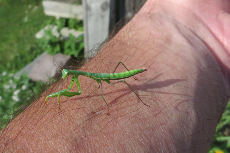 MANTE RELIGIEUSE / PRAYING MANTIS  / Mantis religiosa