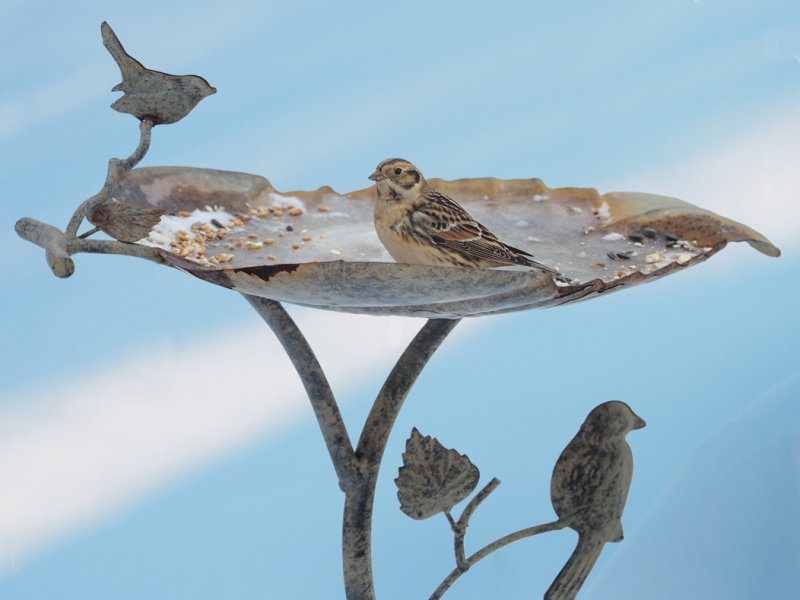 PLECTROPHANE LAPON / Lapland Longspur / Calcarius lapponicus