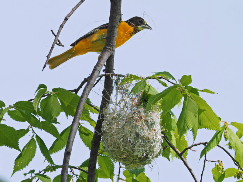 ORIOLE DE BALTIMORE / Oriole du Nord /  Northern Oriole