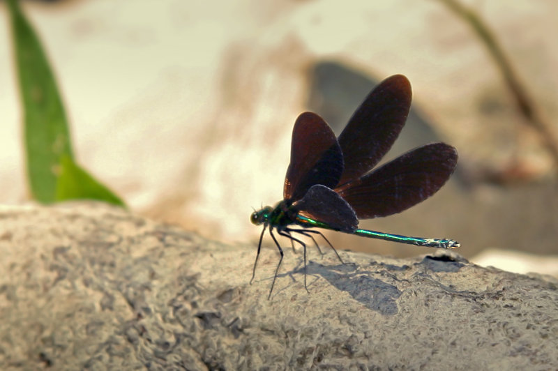 Ebony Jewelwing / Broad-winged damselflies / Demoiselle bistre  (Calopteryx maculata)