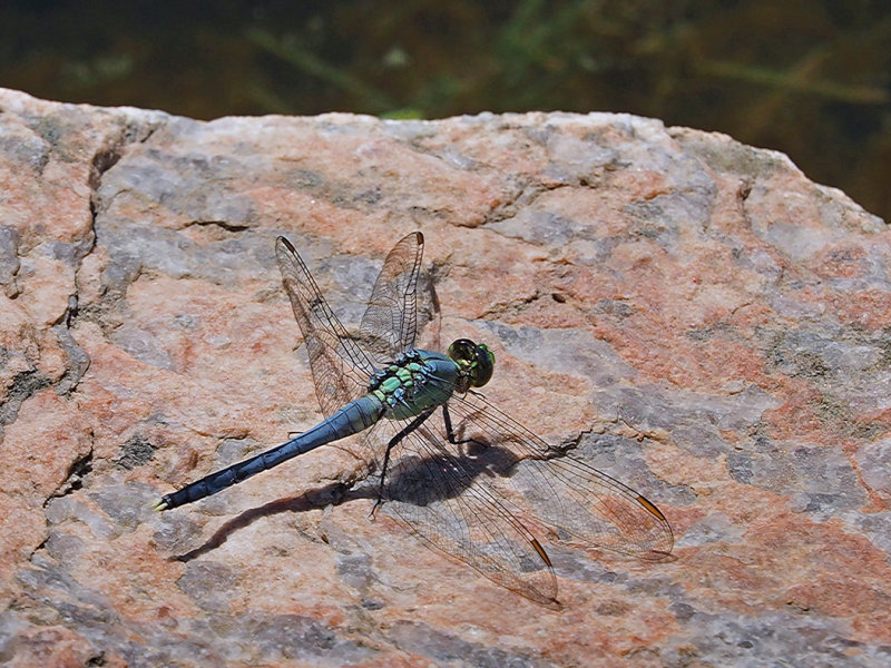 Erythemis simplicicollis male / Eastern pondhawk