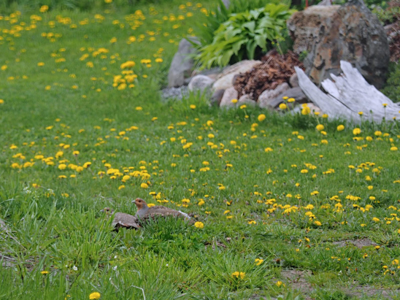 GRAY PARTRIDGE / PERDRIX GRISE Mai 2018