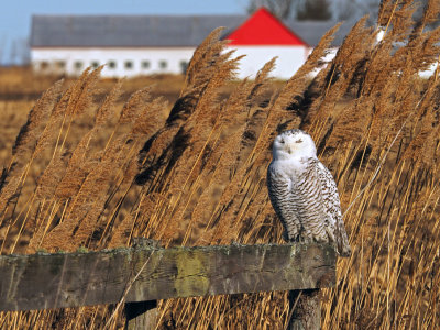 Harfang des neiges  / SNOWY OWL  2015
