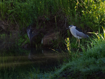 BIHOREAU GRIS / Black crowned night heron