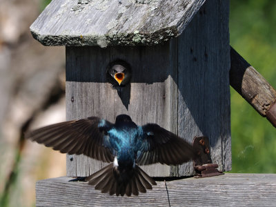 Hirondelle bicolore / Tree Swallow