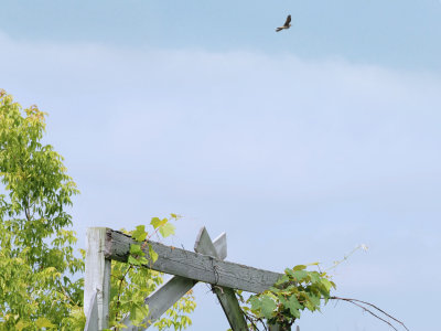 Upland Sandpiper / Maubche des champs