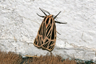 Apantse vierge / Virgin Tiger Moth (Grammia virgo)