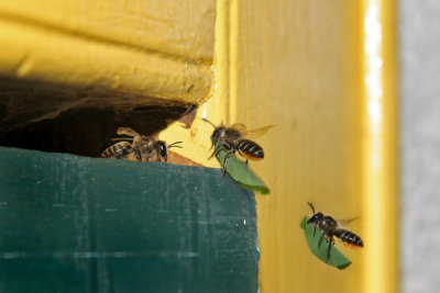 Megachile / Abeilles dcoupeuses (Leafcutter bees)