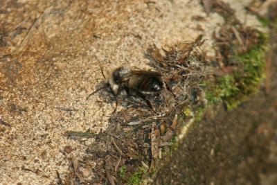 Abeille charpentire