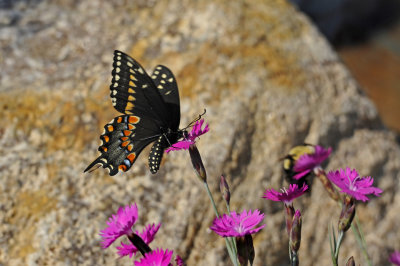 Papillon du cleri / Black Swallowtail