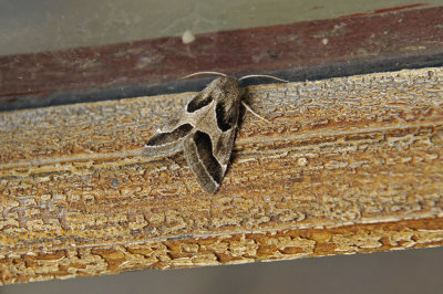 Teigne de l'herbe  poux (Schinia rivulosa)/ Ragweed Flower Moth