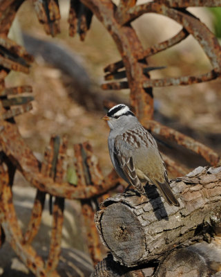 Bruant couronne blanche