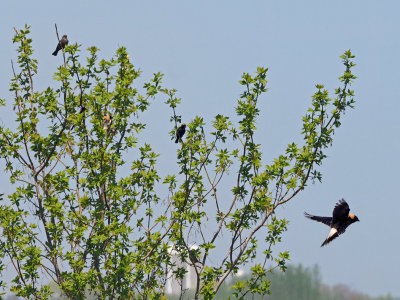 g10/45/527445/3/165956581.33N3cmDc.jpg