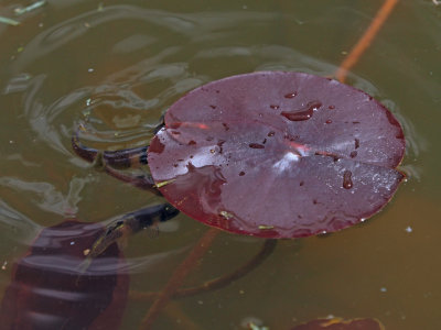 Voici le mn Tte de Boule / Fathead Minnow (Pimephales promelas)