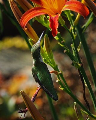 Colibri  gorge rubis