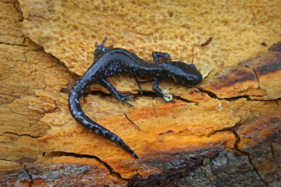 Salamandre  points bleus (Ambystoma laterale-texanum) 16 / Sep / 2017  L'co-Lot