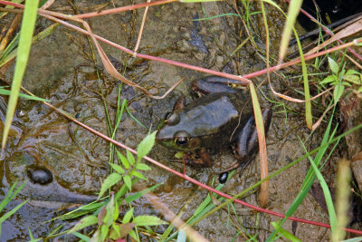 La GRENOUILLE VERTE pas toujours verte