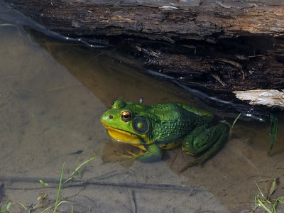 La GRENOUILLE VERTE pas toujours verte