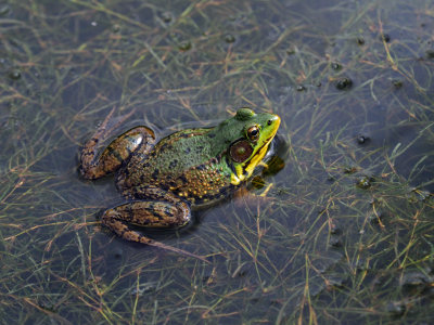 La GRENOUILLE VERTE pas toujours verte