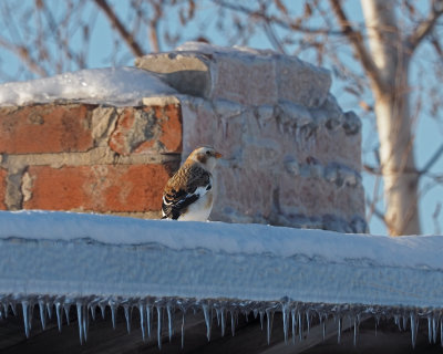 Snow bunting / Plectrophane des neiges