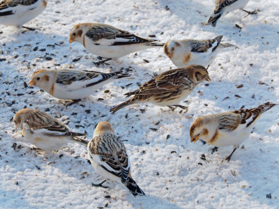 1 PLECTROPHANE LAPON / Lapland Longspur / Calcarius lapponicus