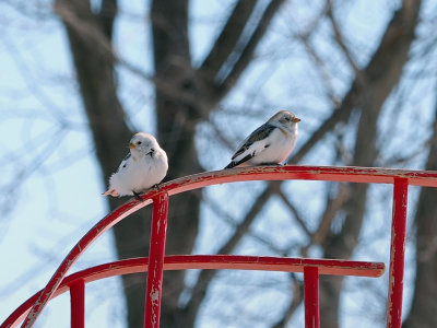 Snow bunting / Plectrophane des neiges