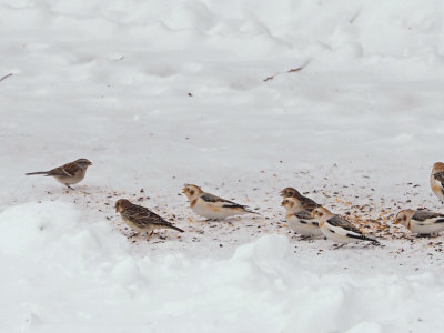 PLECTROPHANE LAPON / Lapland Longspur / Calcarius lapponicus