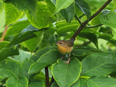 Common Yellowthroat / Paruline masque (F)