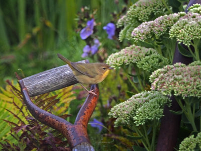 Common Yellowthroat / Paruline masque (F)