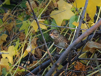 Bruant de Lincoln / Lincoln's Sparrow