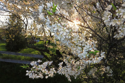Prunus Amricana Negra / AVRIL