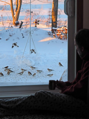 Snow bunting / Plectrophane des neiges