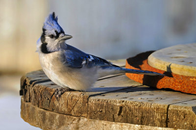 Blue jay / Geai bleu