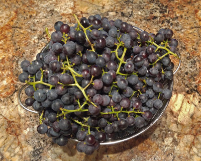 Vigne de septembre