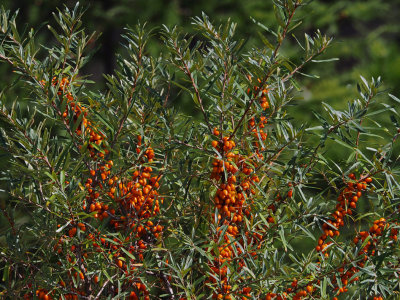 Argousier / Petits fruits amres