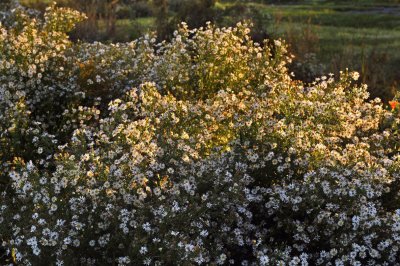  Aster ericodes / Golden Spray / Aster  feuilles de bruyre