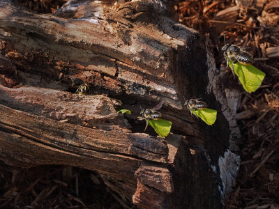 Megachile / Abeilles dcoupeuses (Leafcutter bees)