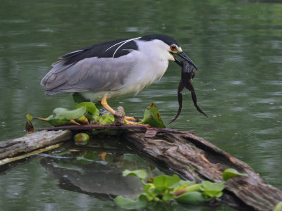 Black crowned night heron / BIHOREAU GRIS