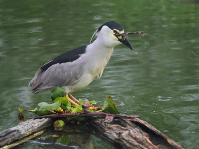 Black crowned night heron / BIHOREAU GRIS