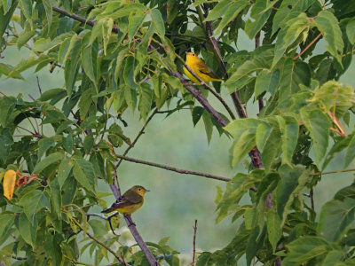 Paruline jaune