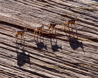 Big Horn Sheep