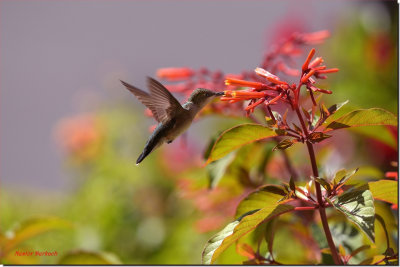 Female Ruby-throated Hummingbird