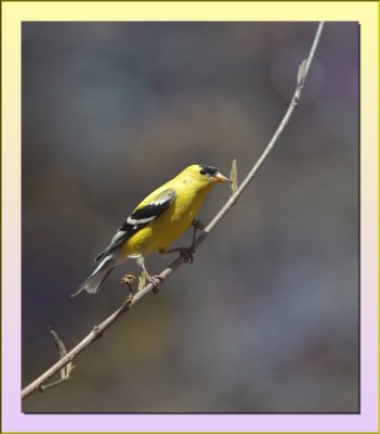 American Goldfinch Male 