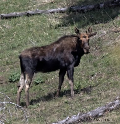 Moose PC AL7A1472.jpg