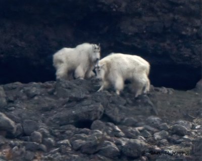 Goats 2 AL7A1509.jpg