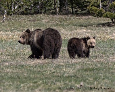 Bear, Grizzly G05 AL7A1816.jpg