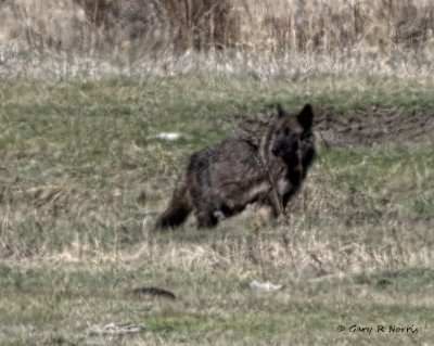 Wolf AL7A9895.jpg