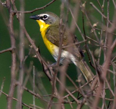 Chat, Yellow-breasted AL7A1940.jpg